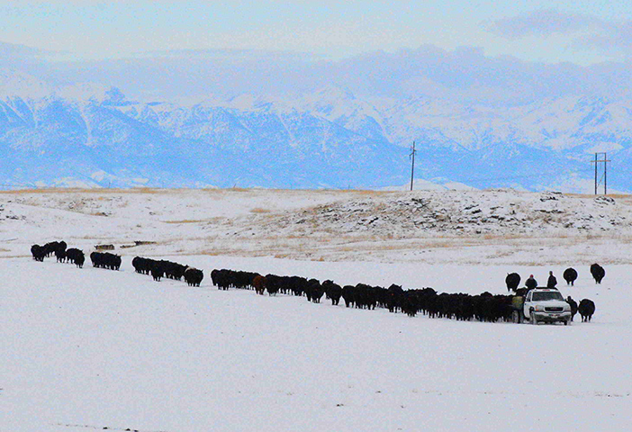 Bringing in the cows from fall pasture01