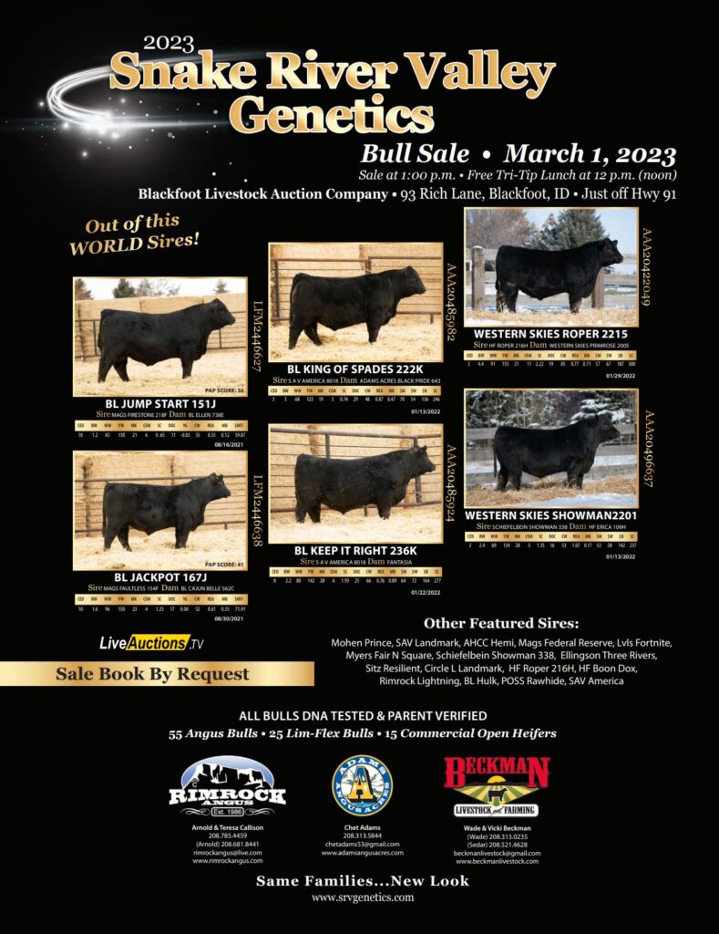 Bull Sale SRV