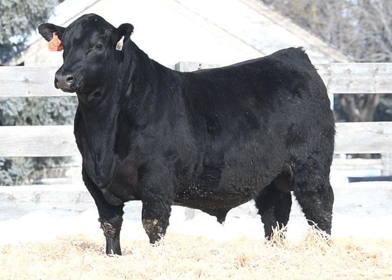 Lot 40
